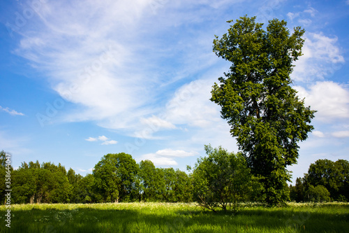 Trees and blue sky with clouds on a sunny summer day