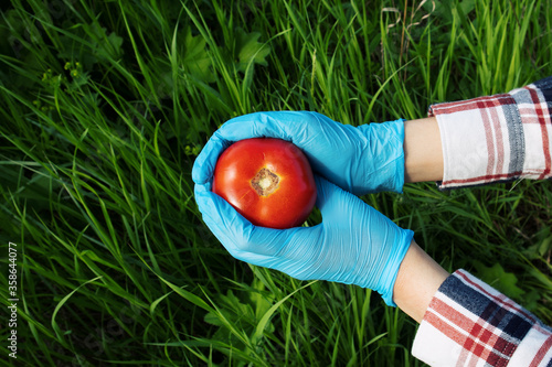 Hands holding tomato in protective gloves over the grass
