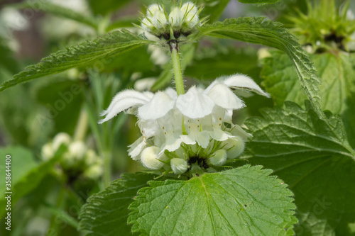 Stinging nettle (urtica dioica) blossom photo