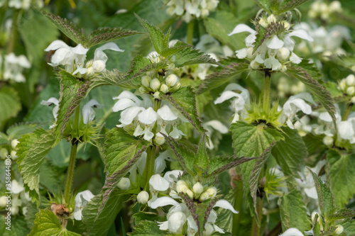 Stinging nettle (urtica dioica) blossom photo