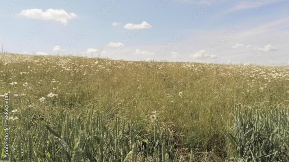 Beautiful Daisies In The Vast Field In Bertem, Belgium Under The Sunlight - fast drone shot Beautiful Daisies In The Vast Field In Bertem, Belgium Under The Sunlight - fast drone shot