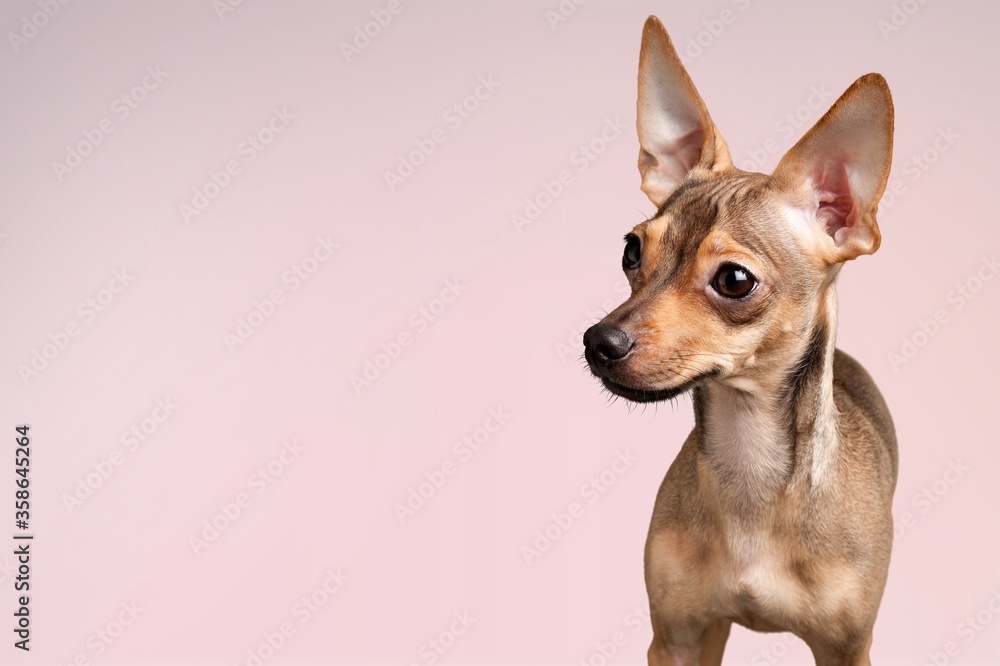 Dog. Dog.