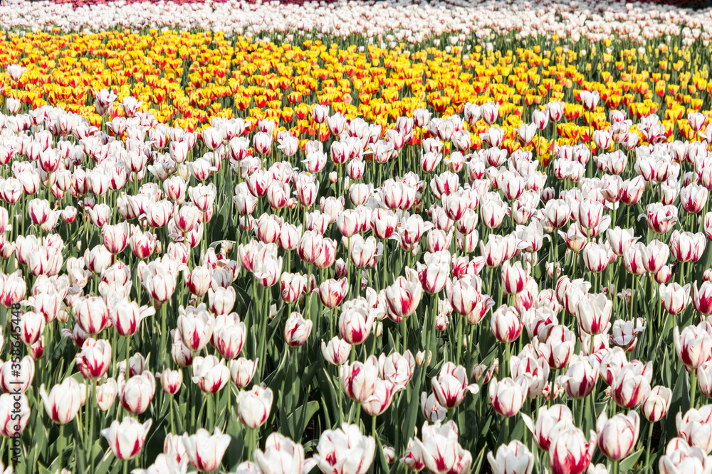 Field of white and yellow tulips