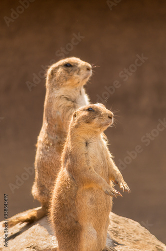 Two alert prairie dogs sitting upright, facing the same direction © Mark
