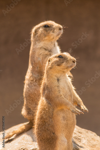 Two alert prairie dogs sitting upright, facing the same direction © Mark