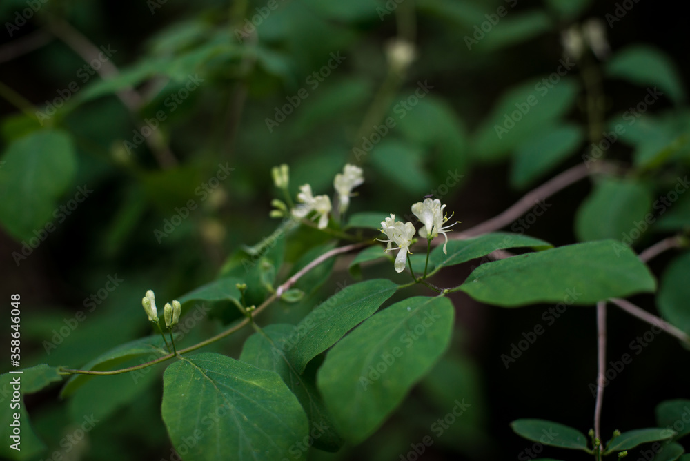 small white flowers on a background of green grass small white flowers on a background of green grass