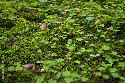 Fototapeta Naklejka Na Ścianę i Meble -  large clearing of three leafy green clover
