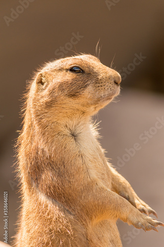 Closeup of upright prairie dog © Mark
