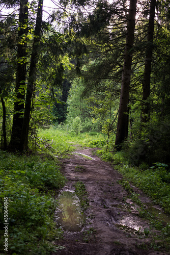 green coniferous forest general plan