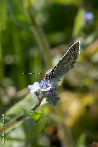 A Brown Argus Butterfly nectaring on Forget-Me-Nots.