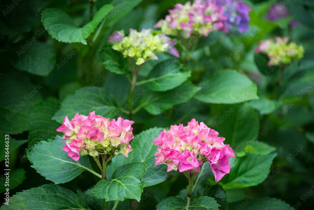 Closeup of pink Hortensia blossom in a public garden Closeup of pink Hortensia blossom in a public garden