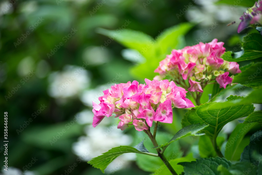 Closeup of pink Hortensia blossom in a public garden