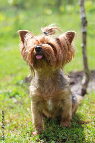 Beautiful furry Yorkie with his tongue sticking out sit on the grass in the park, head look up