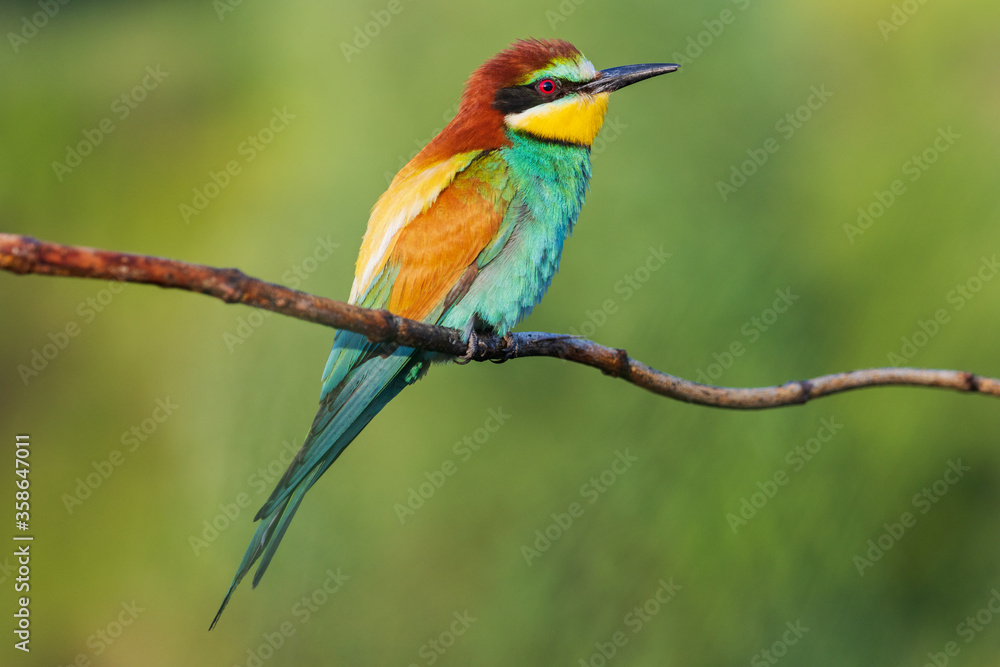 bee-eater sitting on a branch against the background of nature bee-eater sitting on a branch against the background of nature