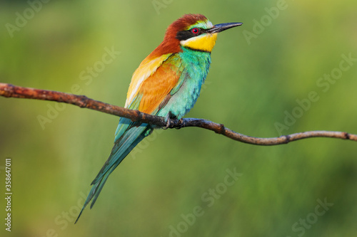 bee-eater sitting on a branch against the background of nature