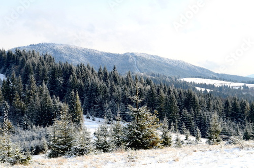 Coniferous trees in the forest on a snowy mountain peak covered with hoarfrost. Beautiful winter landscape. Ukrainian Carpathian Mountains in winter. Winter mountains images