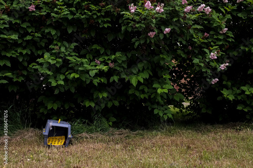 crate outside with green bushes 