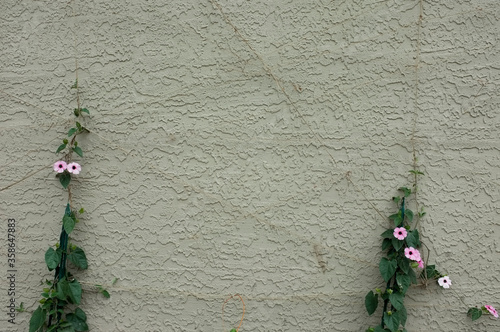 flowers against white concrete wall