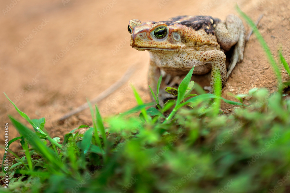 Frog standing on clay cracked ground. Cane Toad (Rhinella diptycha), specie also known as cururu in Brazil and South America, Cope's, Schneider's toad, Rococo toad. Frog standing on clay cracked ground. Cane Toad (Rhinella diptycha), specie also known as cururu in Brazil and South America, Cope's, Schneider's toad, Rococo toad.