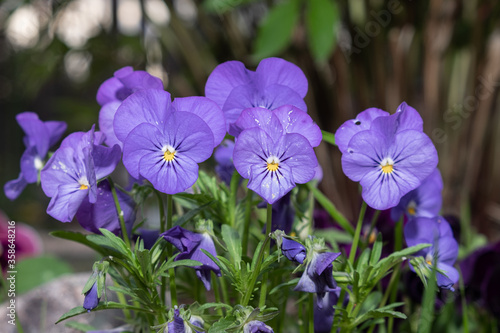 colorful viola flowers, flower bushes on the background of the garden. photo