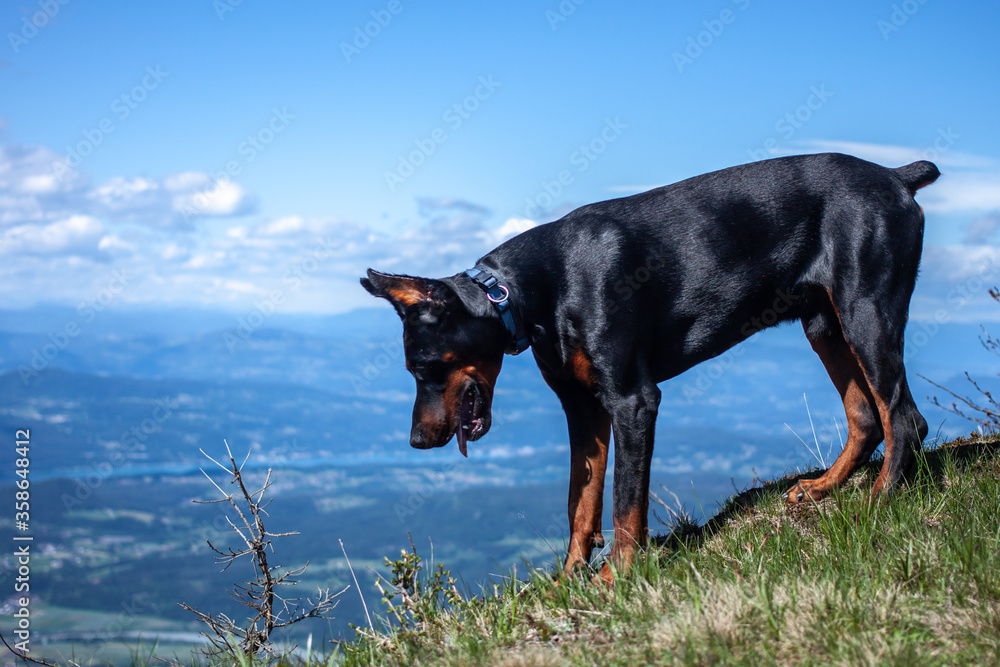 young black doberman breed dog hiking in mountains