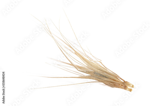 фотографія Grass spikelet cut out