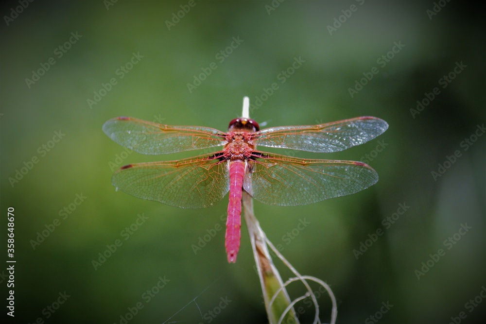 Dragonfly resting on a leaf Dragonfly resting on a leaf