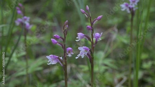 Wallpaper Mural Macro view of two delicate wild orchid moving slowly in the wind.  The background includes additional orchid that are intentionally out of focus.
 Torontodigital.ca