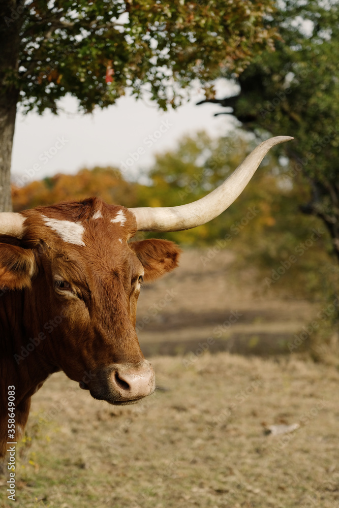 Texas longhorn cow close up with horns, fall color in background. Texas longhorn cow close up with horns, fall color in background.