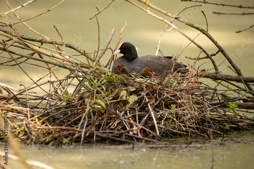 Blässhuhnmutter mit Küken im Nest photo