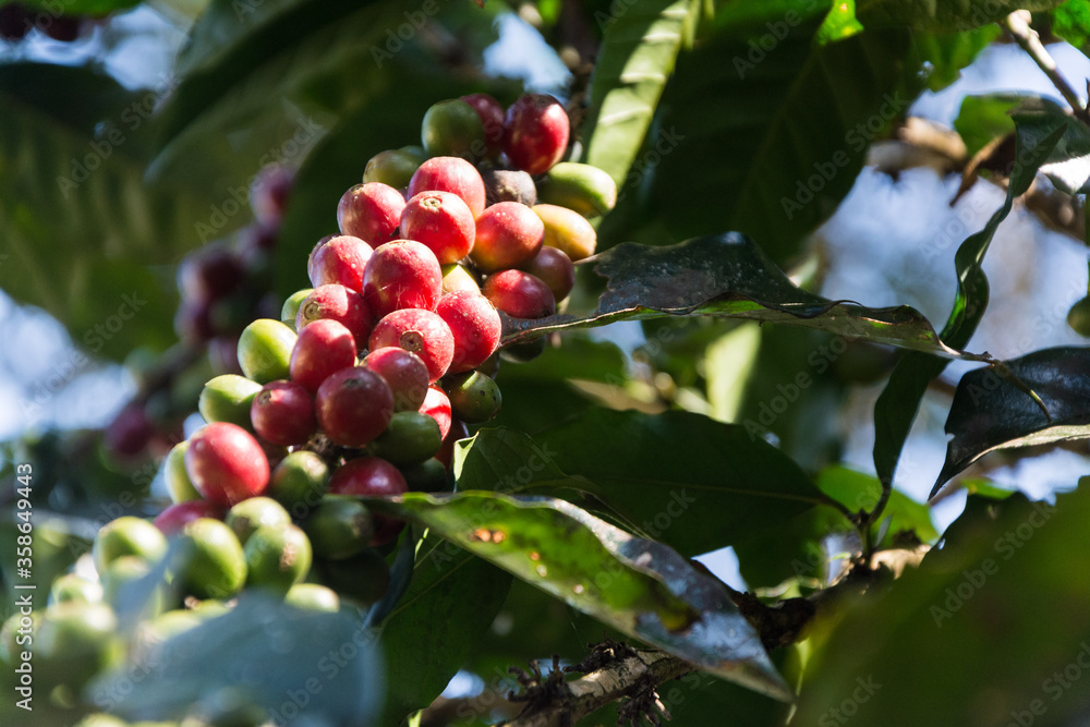 Grappe of red organic coffee beans on a green branch of a coffee tree Grappe of red organic coffee beans on a green branch of a coffee tree