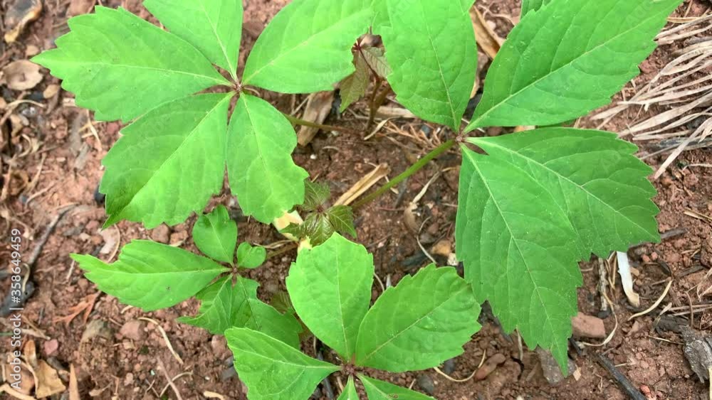 Overhead of leafy green invasive species pest weed, growing plant on the ground in the dirt soil in back yard garden plot Overhead of leafy green invasive species pest weed, growing plant on the ground in the dirt soil in back yard garden plot