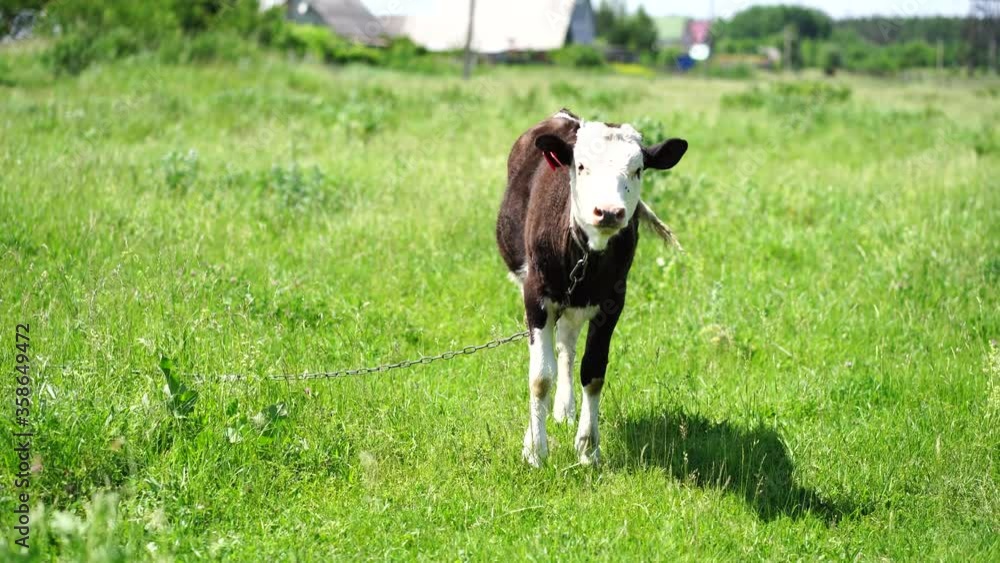 cow, meadow, farm, animal, grass, agriculture, cattle, green, mammal, pasture, field, rural, nature, sky, landscape, summer, beef, outdoor, farming, livestock, dairy, white, grazing, brown, milk, farm cow, meadow, farm, animal, grass, agriculture, cattle, green, mammal, pasture, field, rural, nature, sky, landscape, summer, beef, outdoor, farming, livestock, dairy, white, grazing, brown, milk, farm