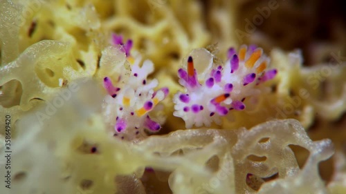 Aegires villosus Nudibranch South Australia 4k 25fps photo