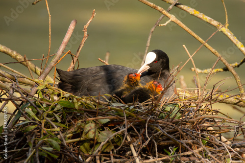 Blässhuhnmutter mit Küken im Nest photo