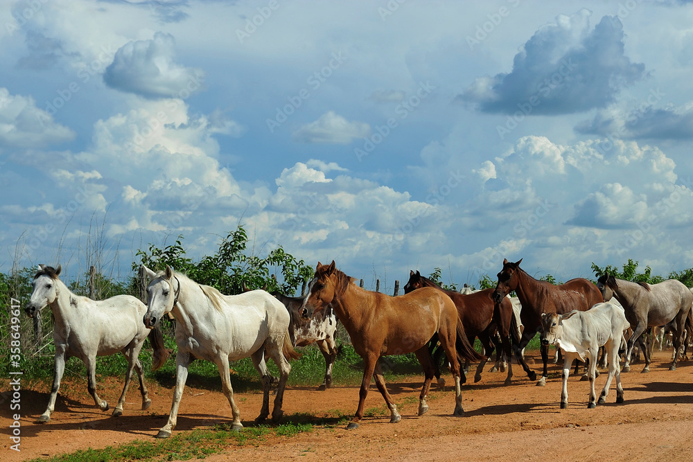 Flock of horses and cows grazing for cattle, near a fence, in the state of Ceará. Region affected by drought, economic crisis, poverty, lean animals. Cattle, beef, meat. Farm, ranch.