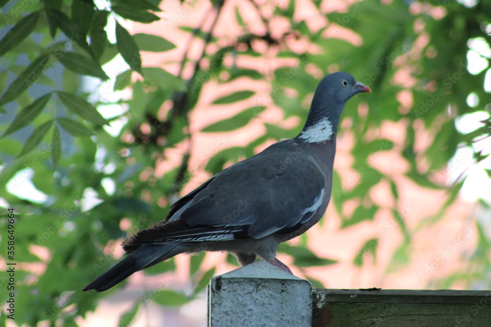 Obraz premium pigeon on a tree