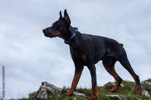 young black doberman breed dog hiking in mountains