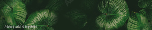Main header banner of tropical plants with copy space