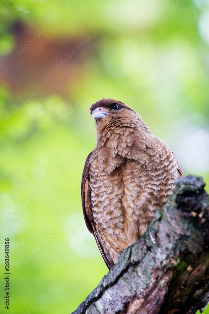 It's Kestrel on a branch of the tree It's Kestrel on a branch of the tree