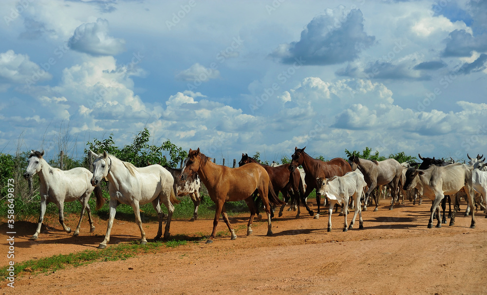 Obraz premium Flock of horses and cows grazing for cattle, near a fence, in the state of Ceará. Region affected by drought, economic crisis, poverty, lean animals. Cattle, beef, meat. Farm, ranch.