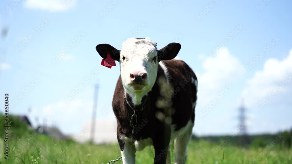 cow, meadow, farm, animal, grass, agriculture, cattle, green, mammal, pasture, field, rural, nature, sky, landscape, summer, beef, outdoor, farming, livestock, dairy, white, grazing, brown, milk, farm cow, meadow, farm, animal, grass, agriculture, cattle, green, mammal, pasture, field, rural, nature, sky, landscape, summer, beef, outdoor, farming, livestock, dairy, white, grazing, brown, milk, farm