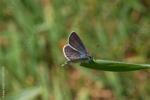 Wallpaper Mural A Small Blue Butterfly perched on the end of a blade of grass. Torontodigital.ca