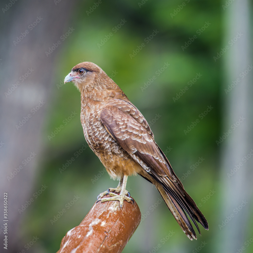 Naklejka premium It's Kestrel on a branch of the tree