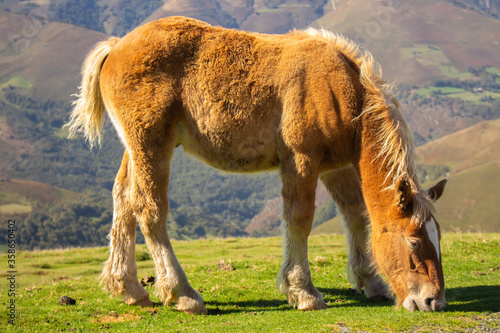 Obraz na płótnie Brown horse grazing in Pyrenees mountains, France