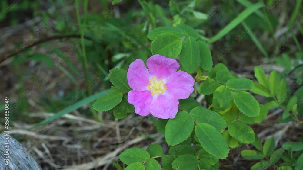 Single bright pink wild rose with green leaves in the background. The flower slowly moves in a gentle wind. Single bright pink wild rose with green leaves in the background. The flower slowly moves in a gentle wind.