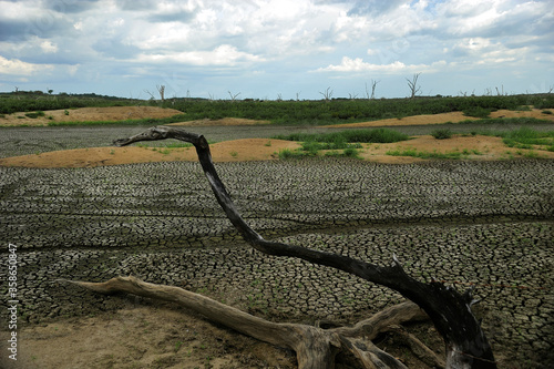 Dead tree, dry lake, clay cracked soil ground, mud. Climate change, drought, water shortage, environmental disaster. Ceará, Brazil.  photo