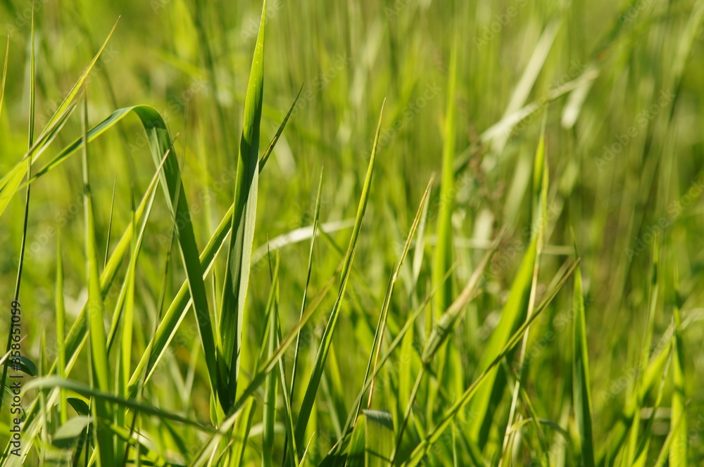 Green grass in the summer meadow to the background and under the text Green grass in the summer meadow to the background and under the text