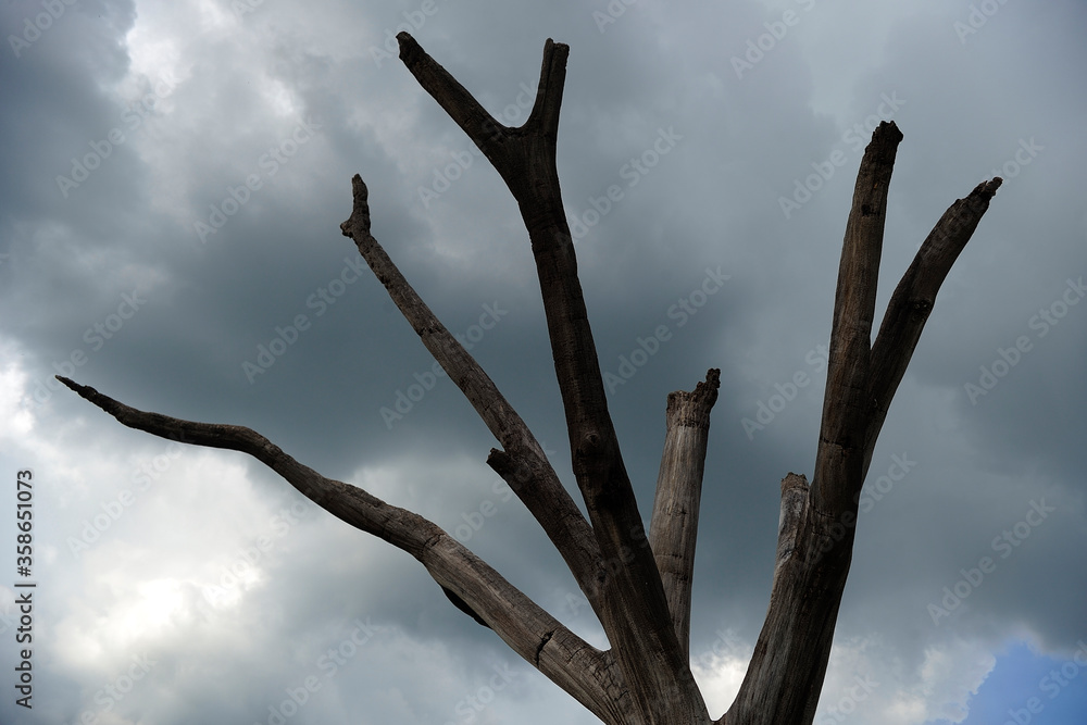 Trunk of dead tree on cloudy sky, dry season, climate change, drought, water shortage, environmental disaster. Ceará, Brazil. 