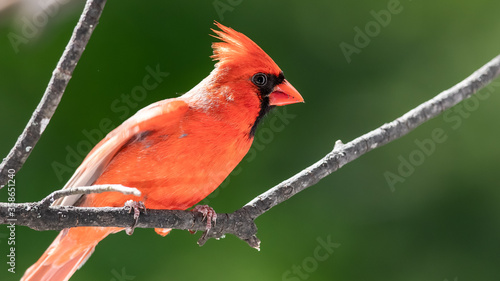 Alert Northern Cardinal Perched in a Tree